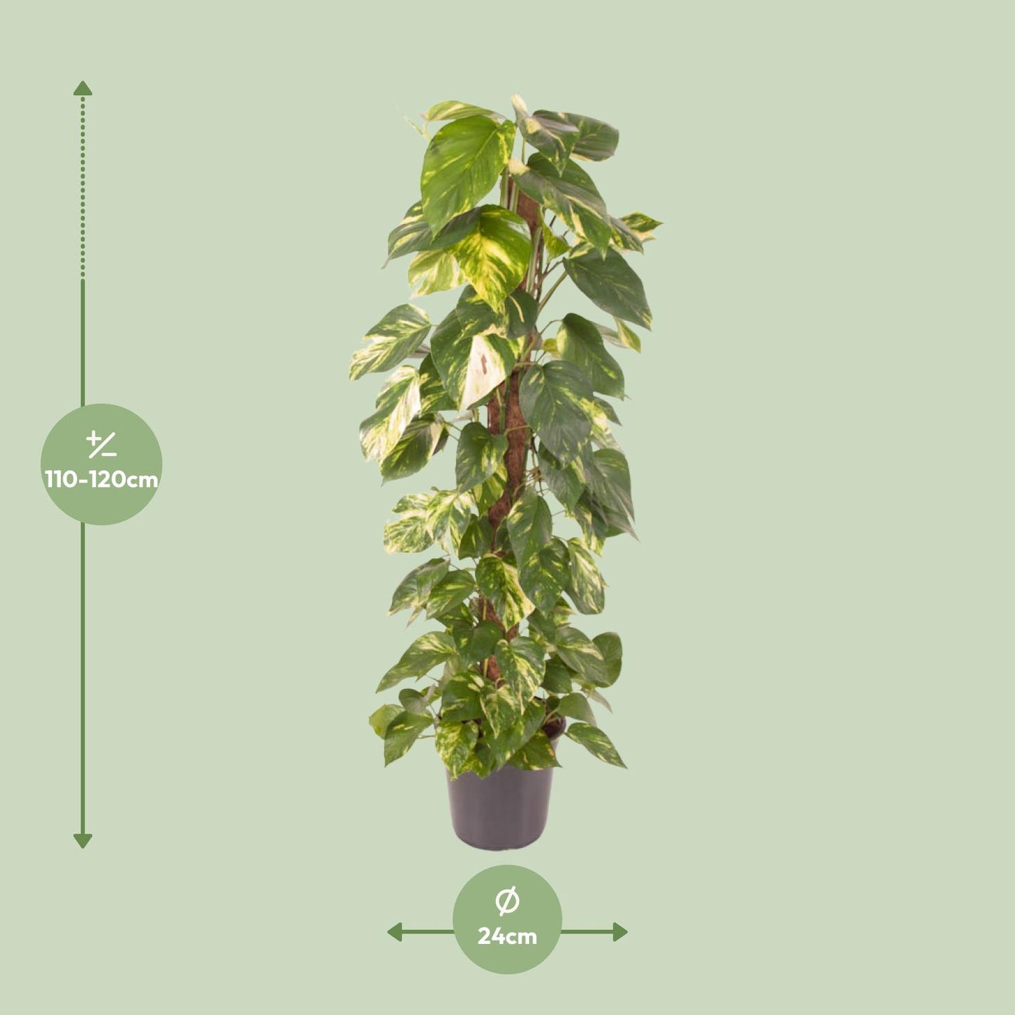 Epipremnum Pinnatum – Goldene Efeutute Ø24cm, 120cm hoch