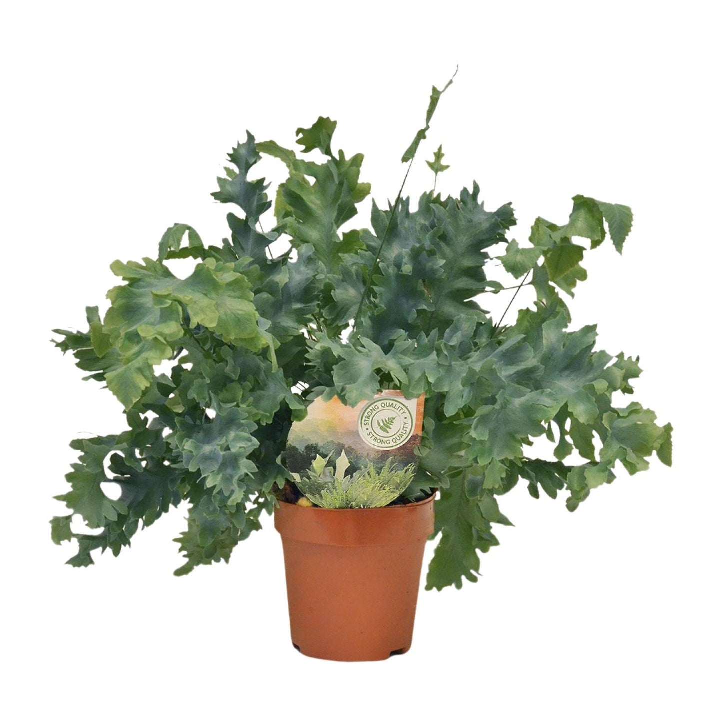 Phlebodium Davana – Goldener Brauner Wurmfarn Ø12cm