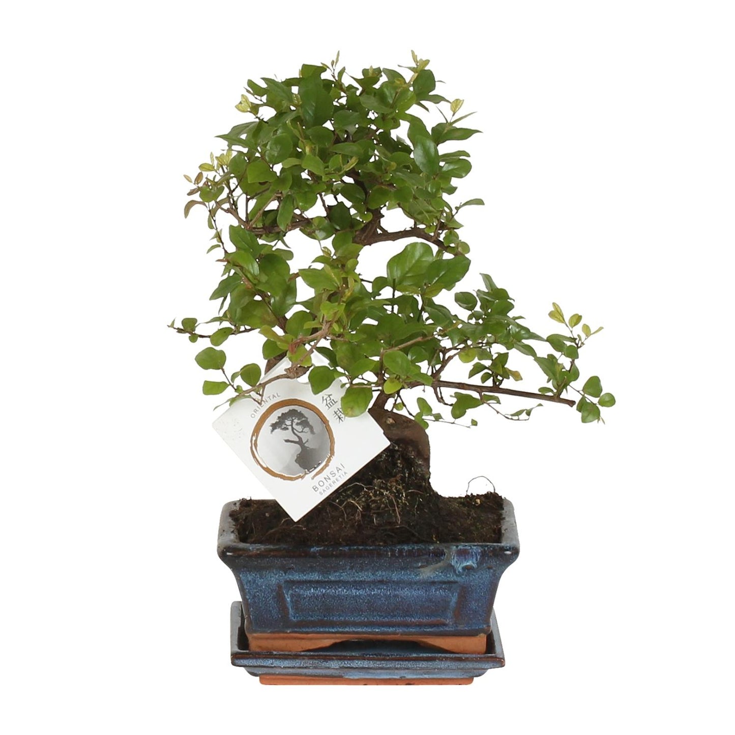 Bonsai 'Sageretia' S-Form Ø15cm – Pflegeleicht & Stilvoll