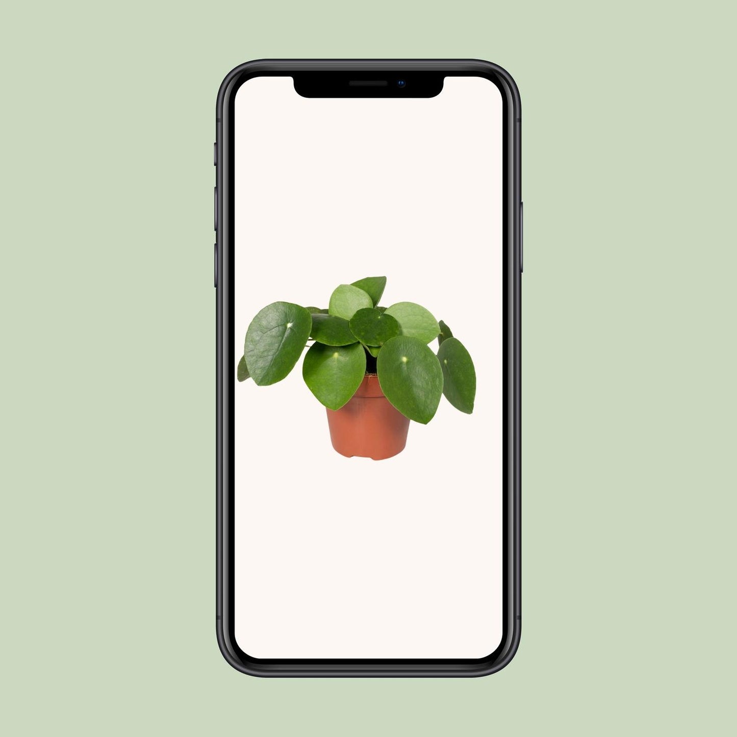 Pilea Peperomiodes – Aluminium-Pflanze Ø12cm, 20cm hoch