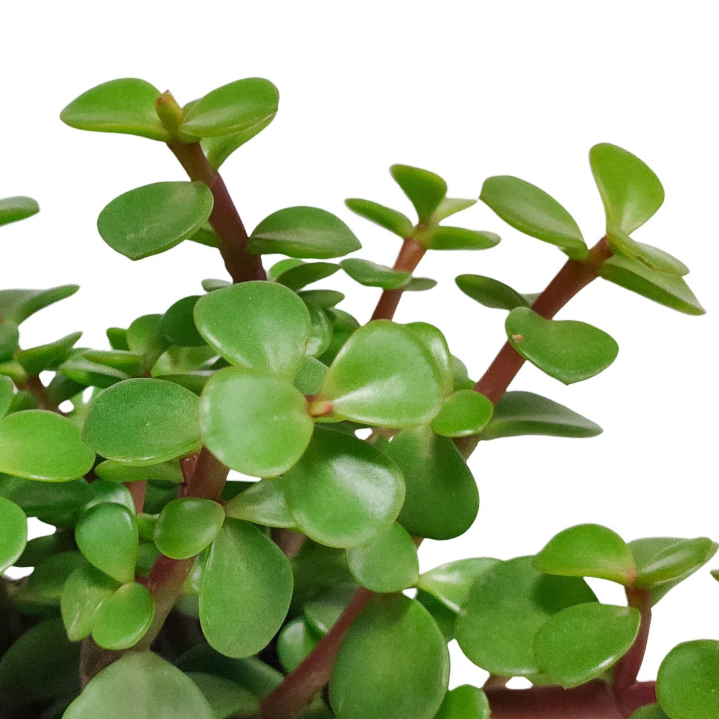 Portulacaria afra – Pflegeleichte Sukkulente ohne Topf