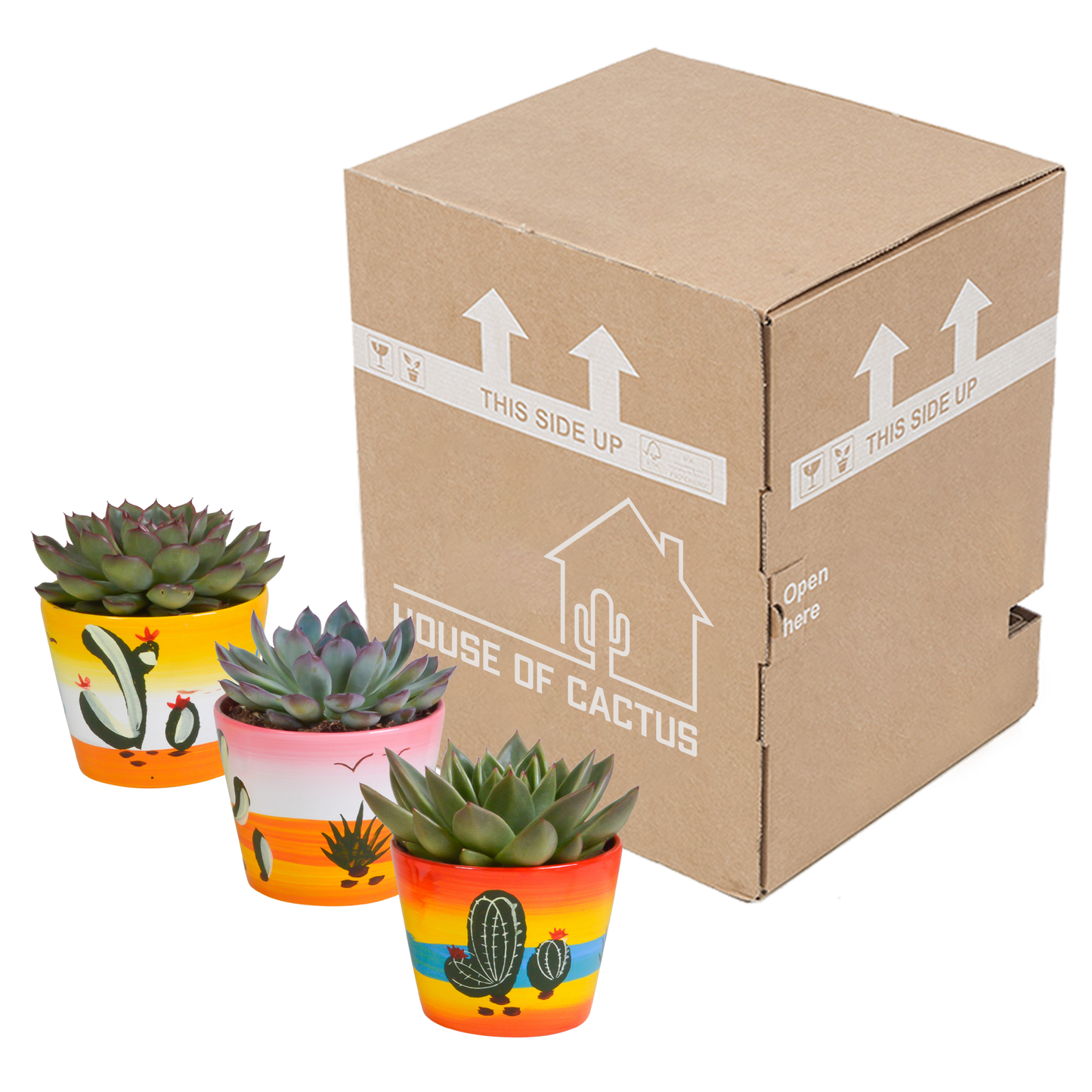 Echeveria-Mischung 3er Set im handbemalten Mexiko-Topf