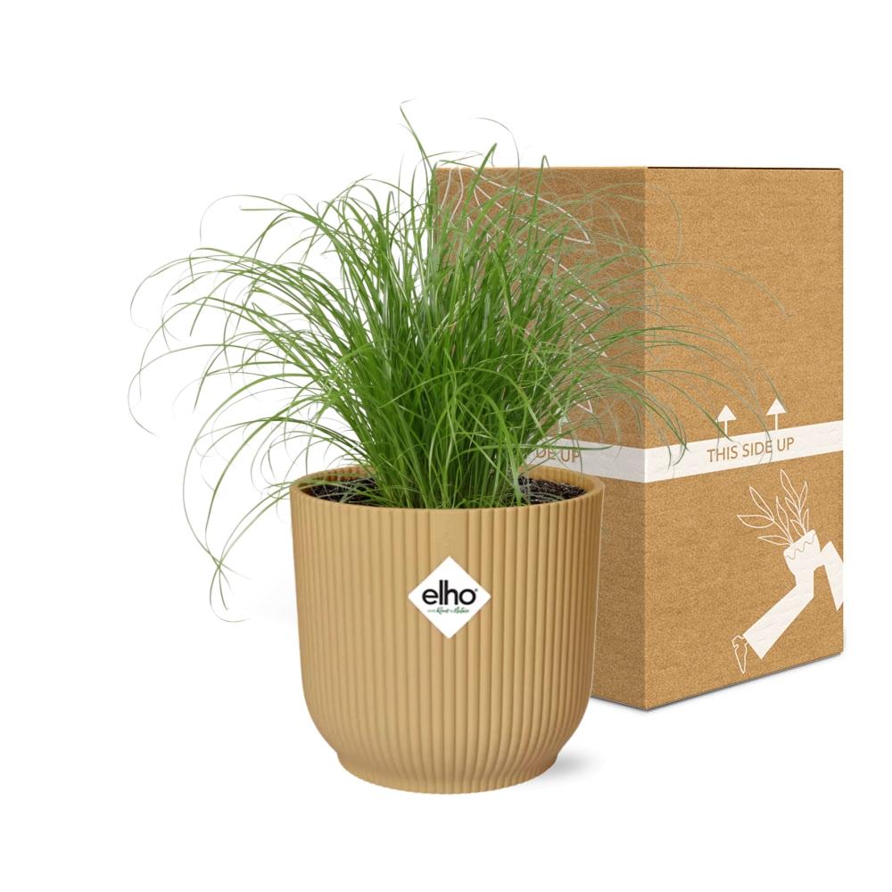 Cyperus alternifolius Zumula – Schirmpflanze in ELHO Vibes Fold 14cm Gelb