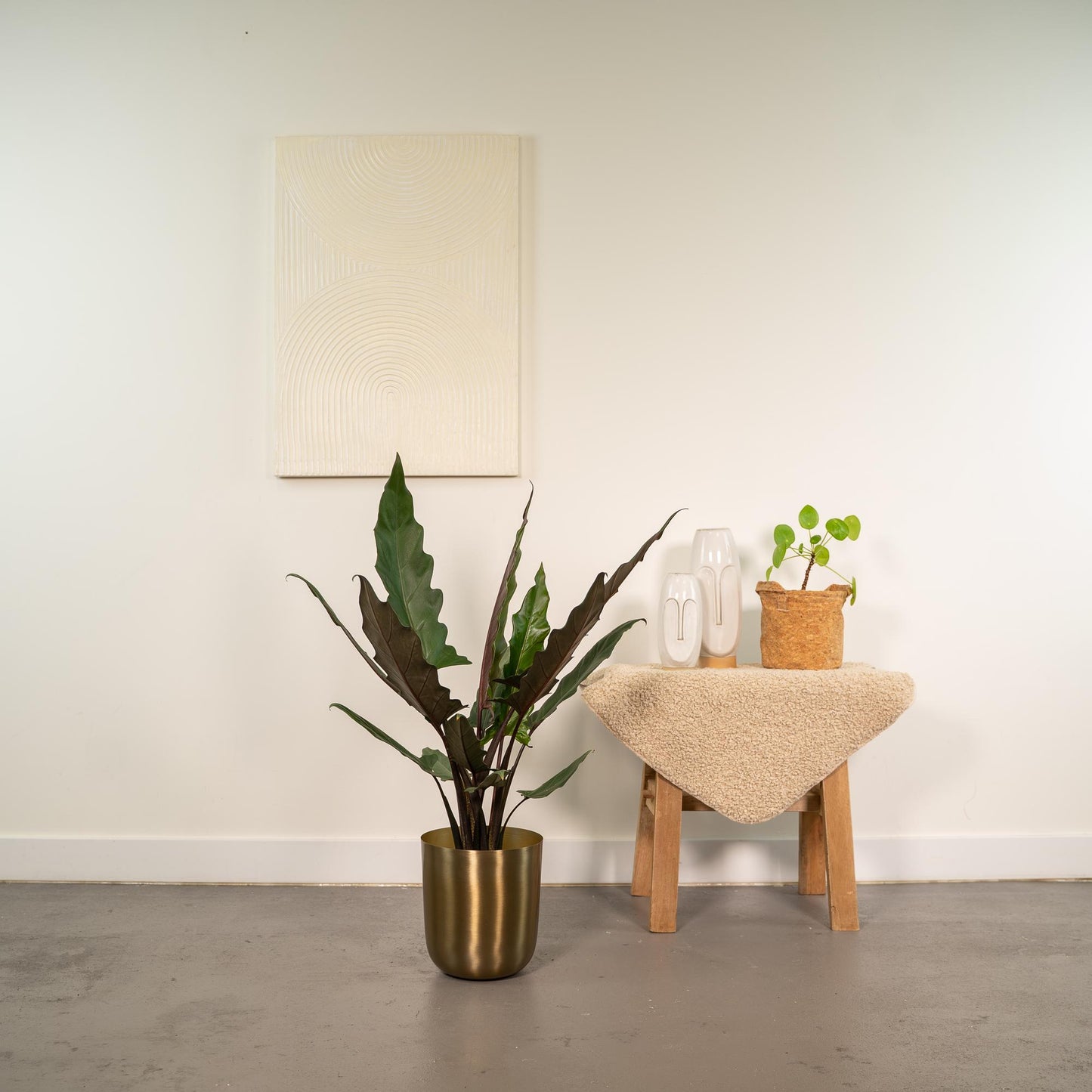 Alocasia Lauterbachiana – Elegantes Elefantenohr Ø19cm