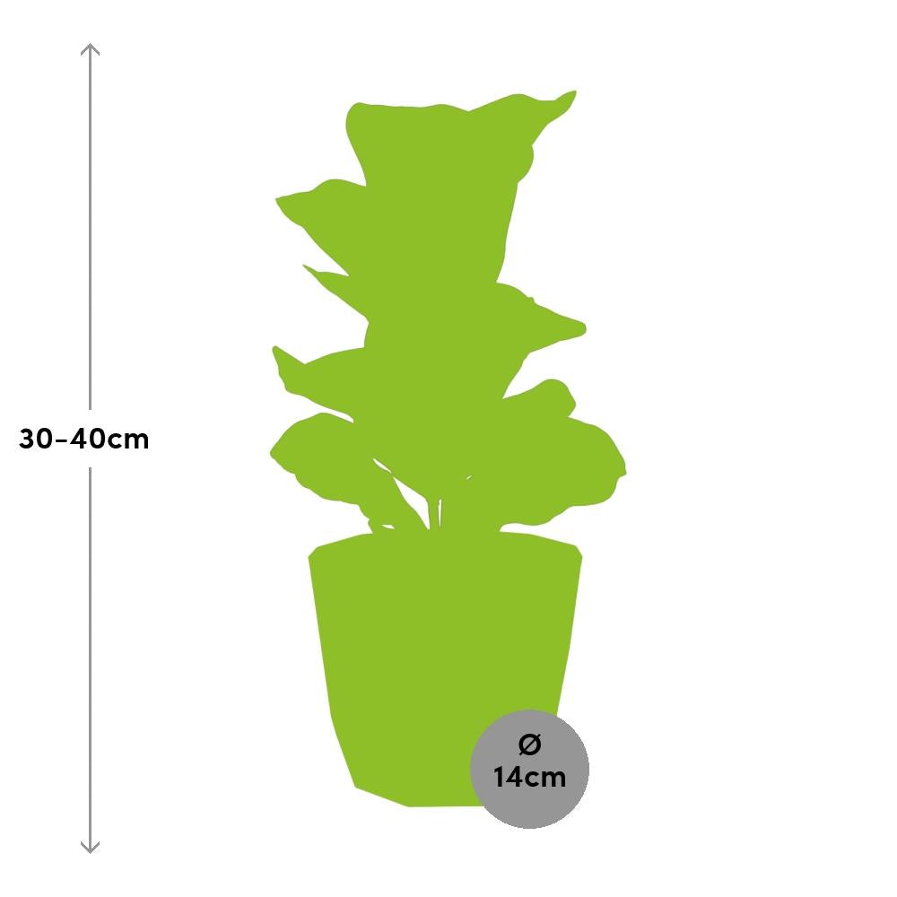 Ficus Lyrata ‘Bambino’ im ELHO b.for rock Topf 14 cm warm grey