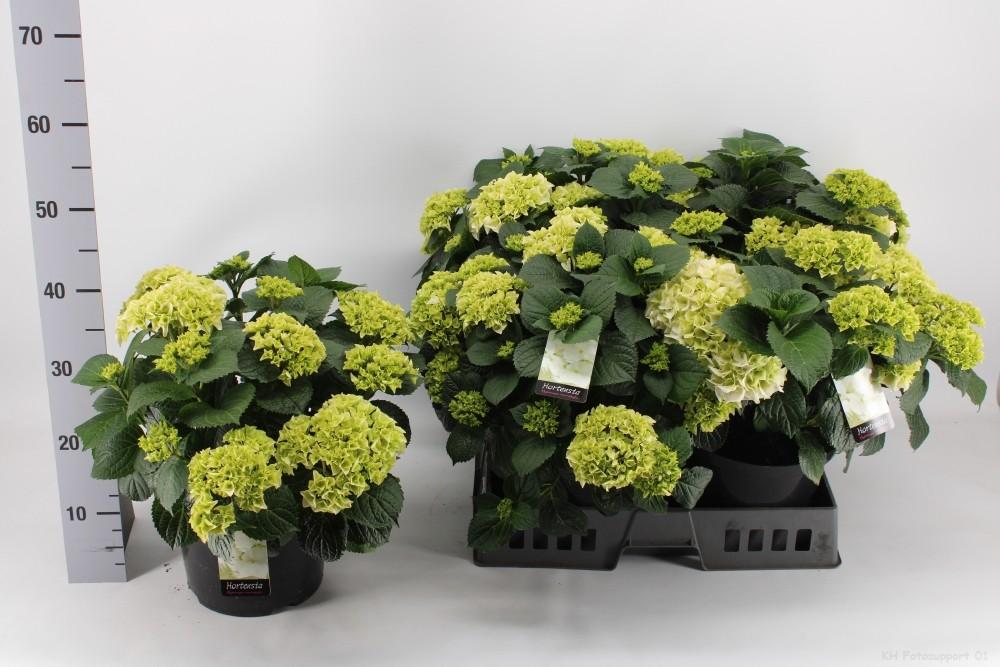 Endlose Hortensie (Hydrangea macrophylla) Ø23cm, 40cm hoch