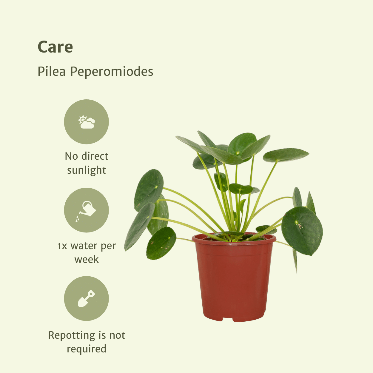 2x Pilea Peperomiodes – Pfannkuchenpflanze, 20 cm, Ø 12 cm