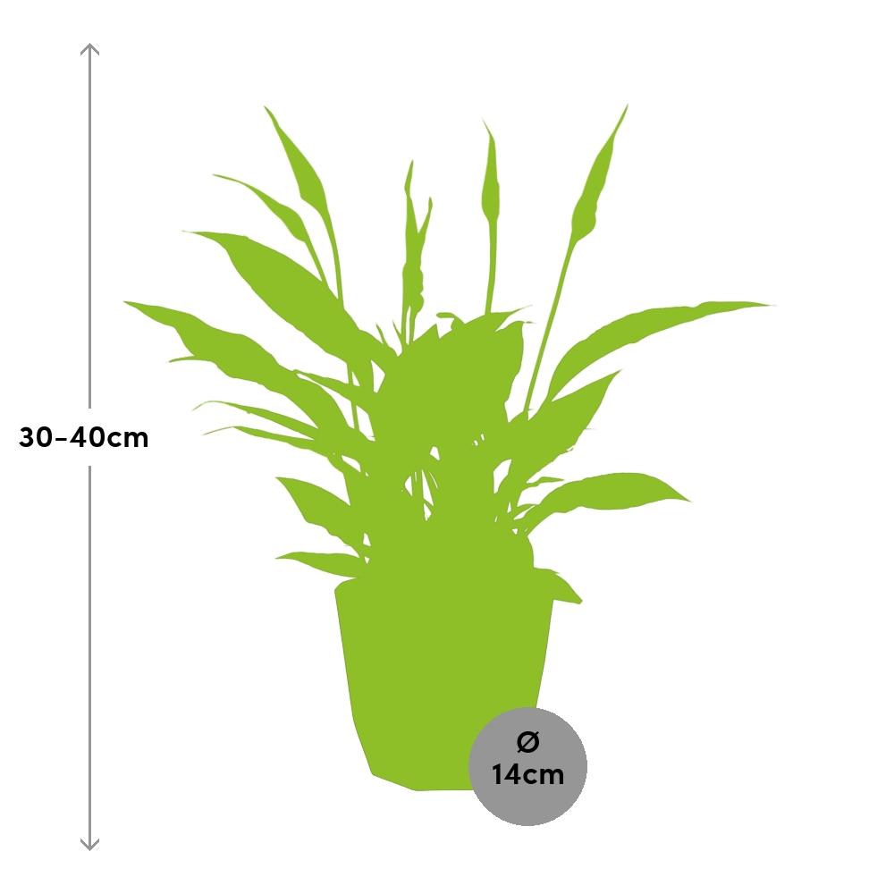 Friedenslilie Spathiphyllum 12 cm im schwarzen Torelli-Topf