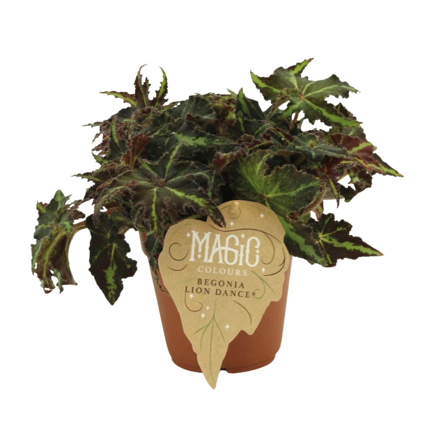 Begonia Rex Lion Dance – Pflegeleichte Zimmerbegonie Ø12 cm