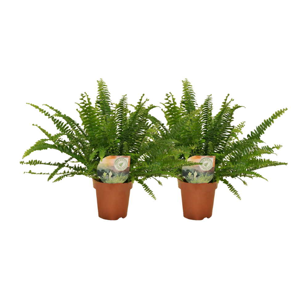 Nephrolepis krulvaren - 2er Set, ø12 cm, ca. 30 cm hoch