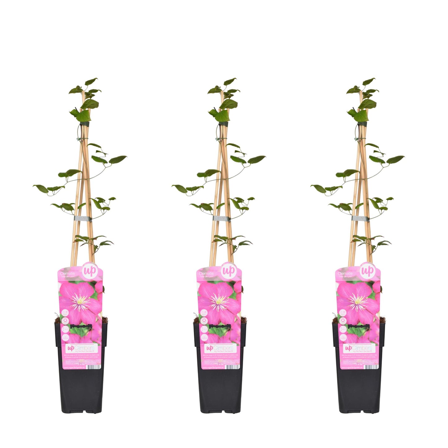 3x Clematis Ville de Lyon – XXL Kletterpflanze Ø15cm