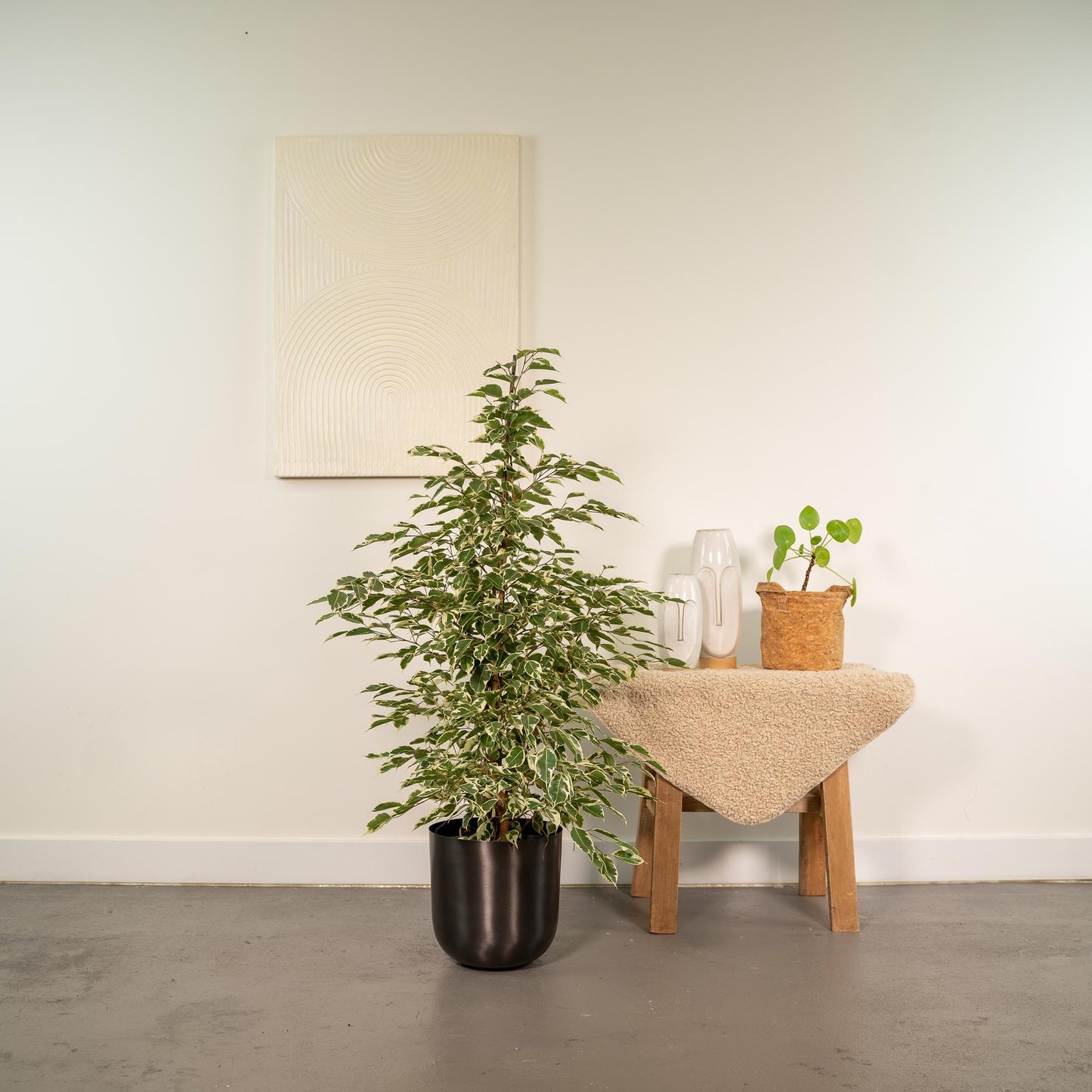 Ficus benjamina Twilight – Elegante, pflegeleichte Zimmerpflanze Ø21cm