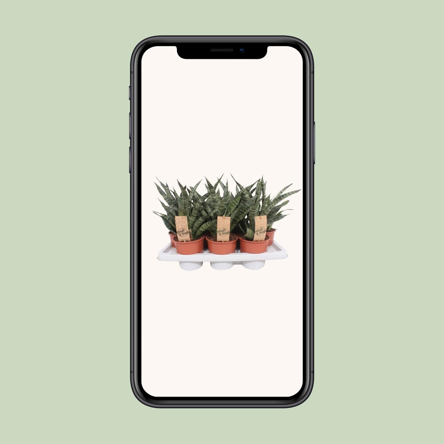 Sansevieria Diamond Green – Pflegeleichte Schwiegermutterzunge Ø14cm
