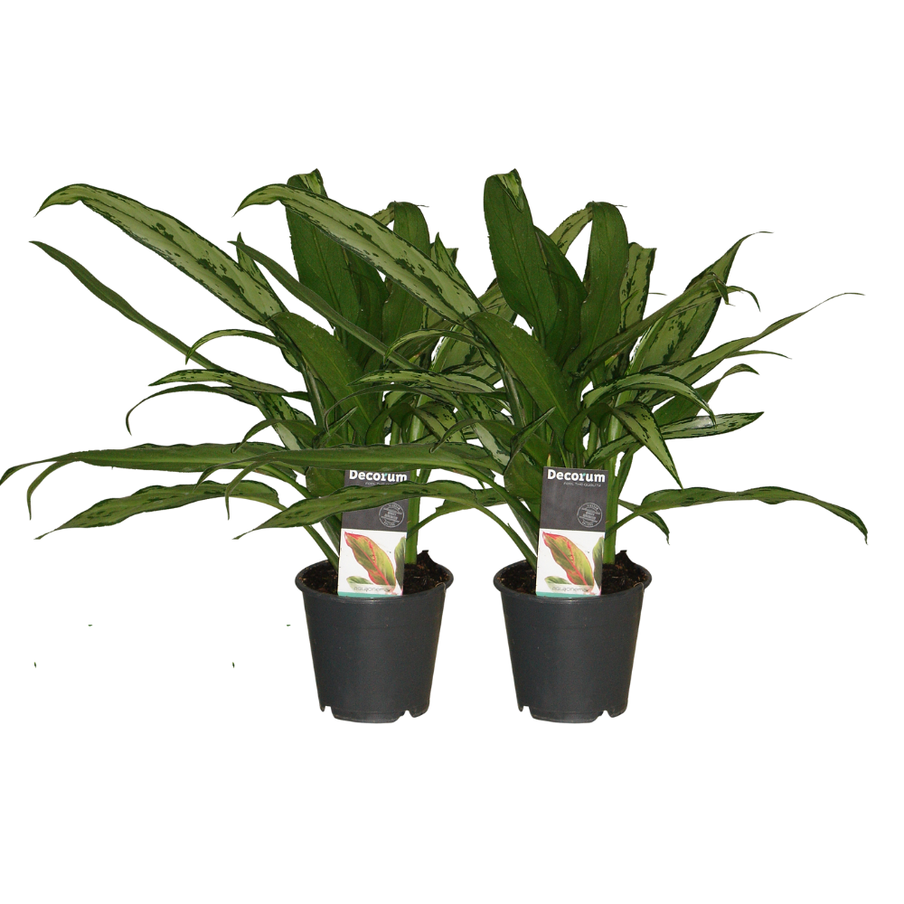 Aglaonema Cutlass im 2er-Set – pflegeleicht & stilvoll