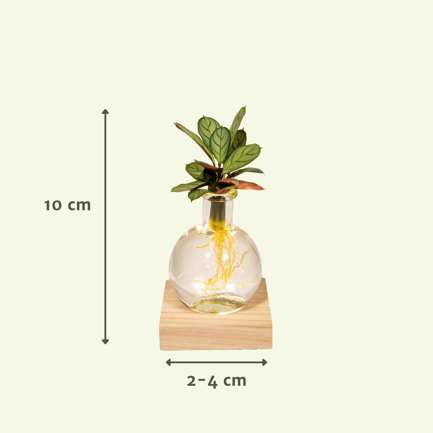Calathea Hydroponik mit LED-Beleuchtung Ø12cm