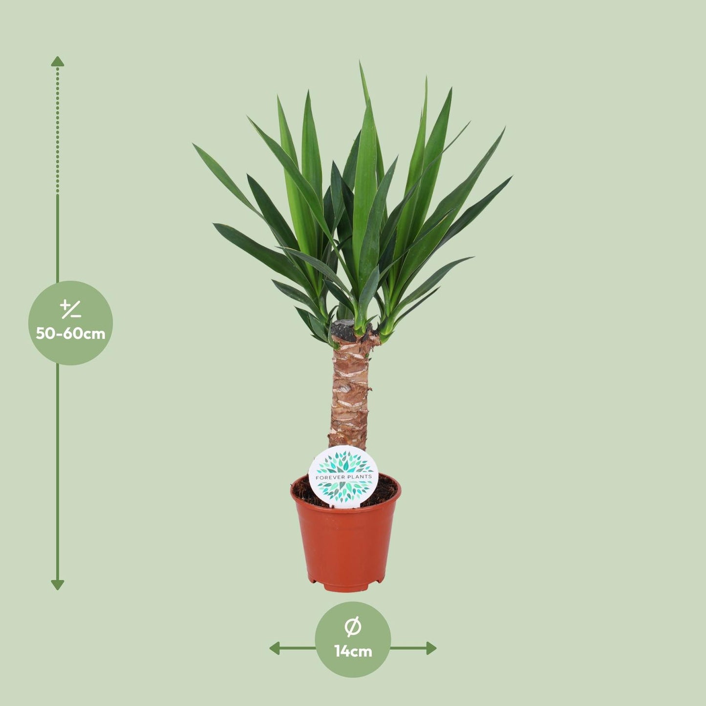 Yucca Elephantipes – Pflegeleichte XXL-Palme Ø14cm, 60cm hoch