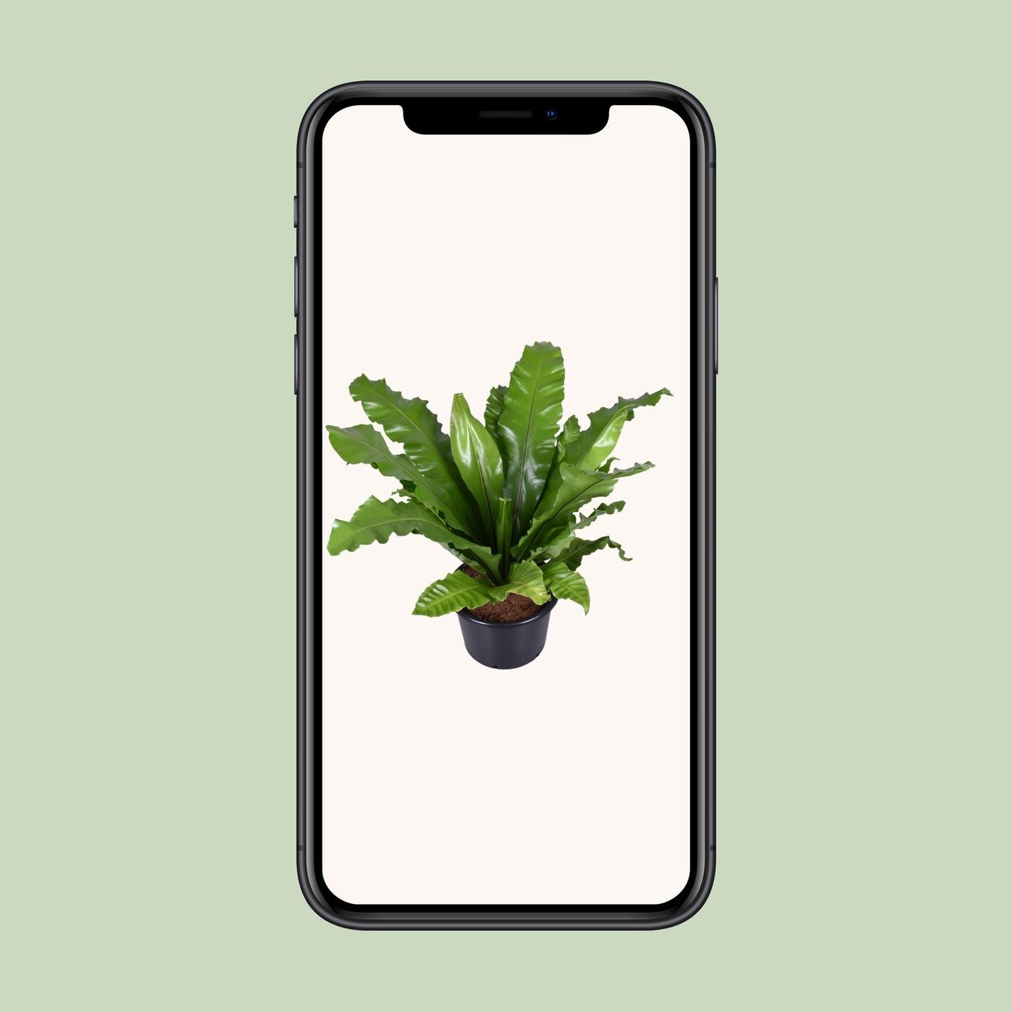 Asplenium Nidus – Nestfarn Ø37cm, Höhe 85cm