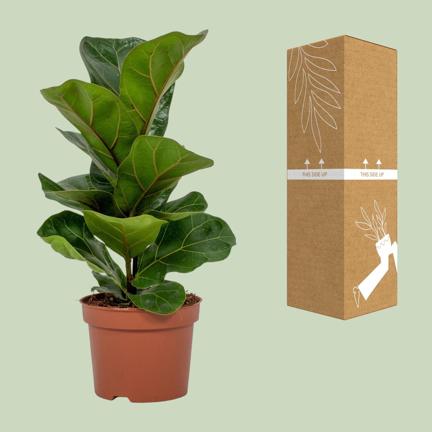 Ficus Lyrata – Geigenfeige Ø12cm, ca. 30cm hoch