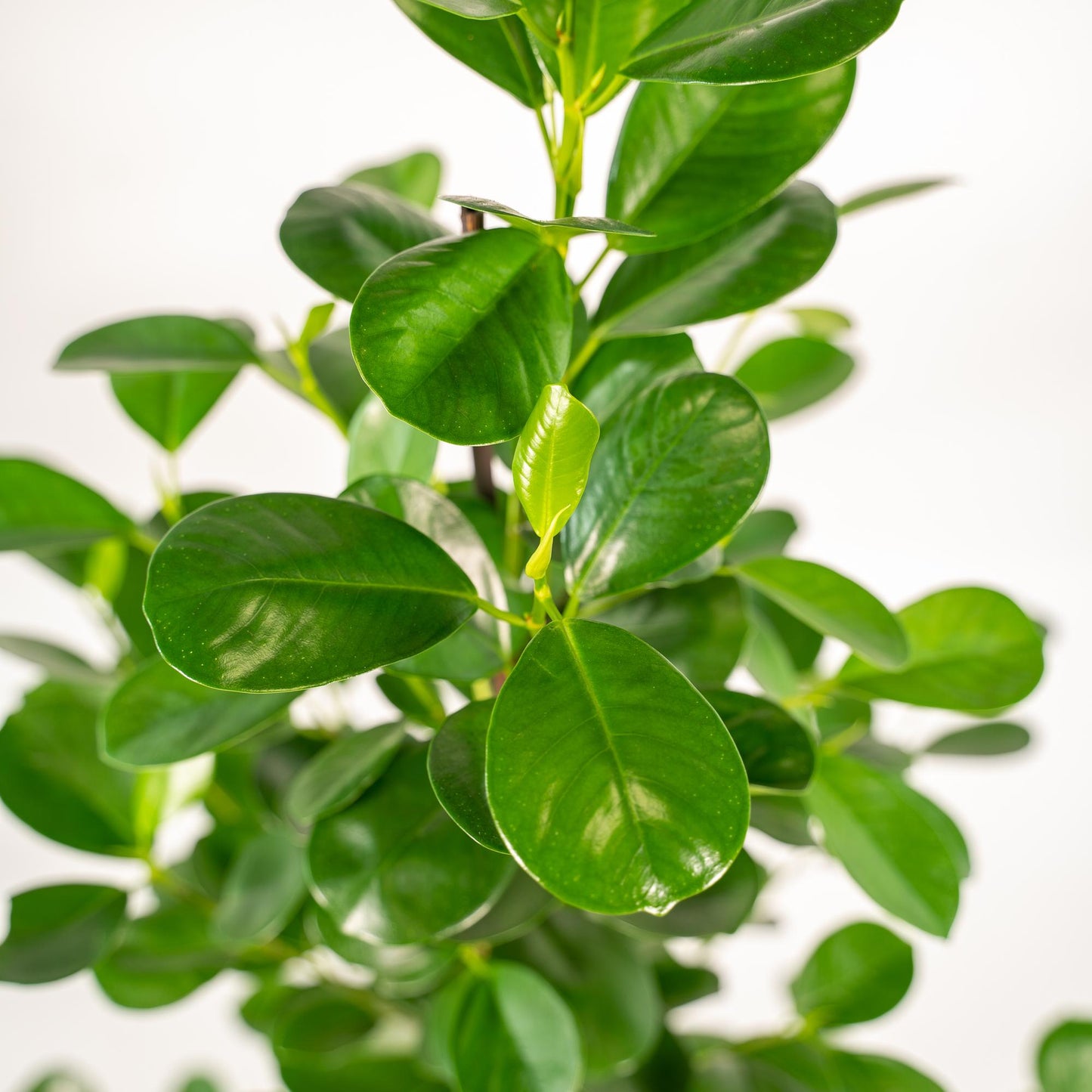 Ficus microcarpa Moclame Ø21cm – Luftreinigende Zimmerpflanze mit Korb