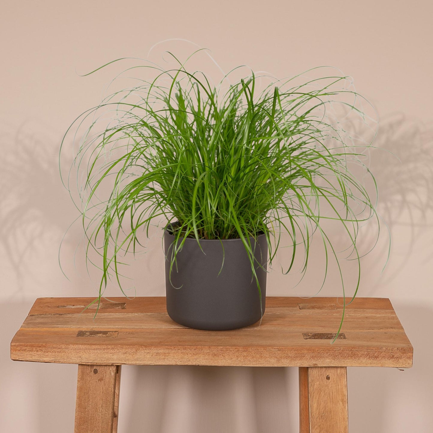 Cyperus Alternifolius – Katzengras Ø12cm, Höhe 20cm