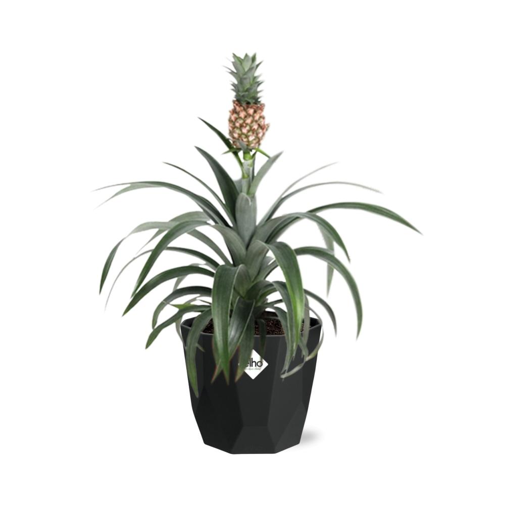 Ananas Mi Amigo – Zier-Ananas in 14 cm Topf schwarz