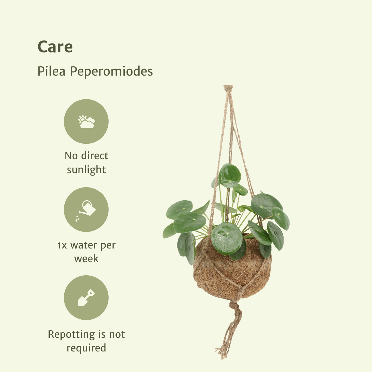 2x Kokodama Pilea Peperomiodes – Pfannkuchenpflanze Ø15cm
