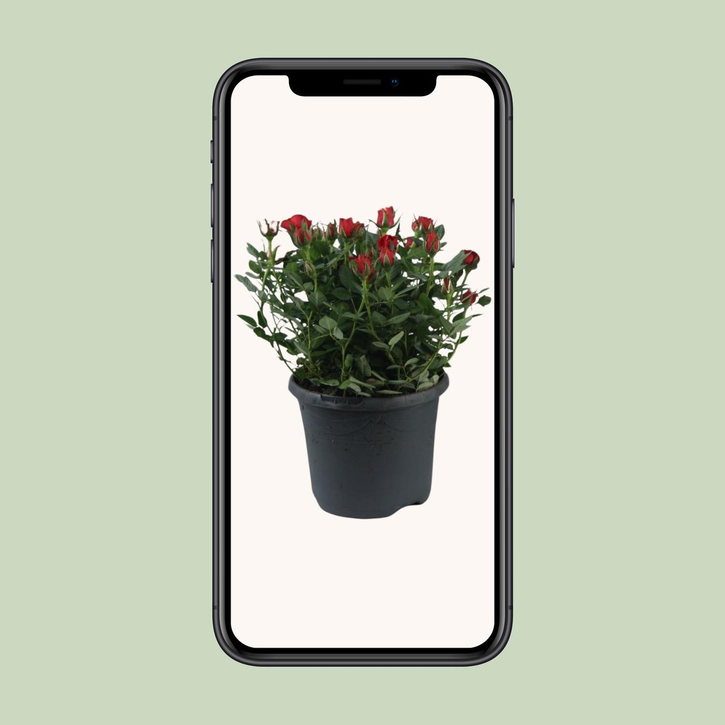 Rosa Jewel Patio Hot - Topfrose Ø17cm, Höhe 30cm