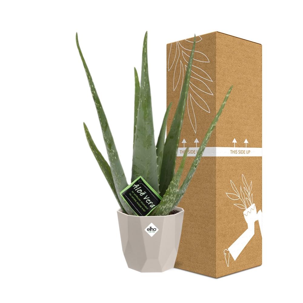 Aloe Vera 12 cm im ELHO b.for rock Topf warm grey