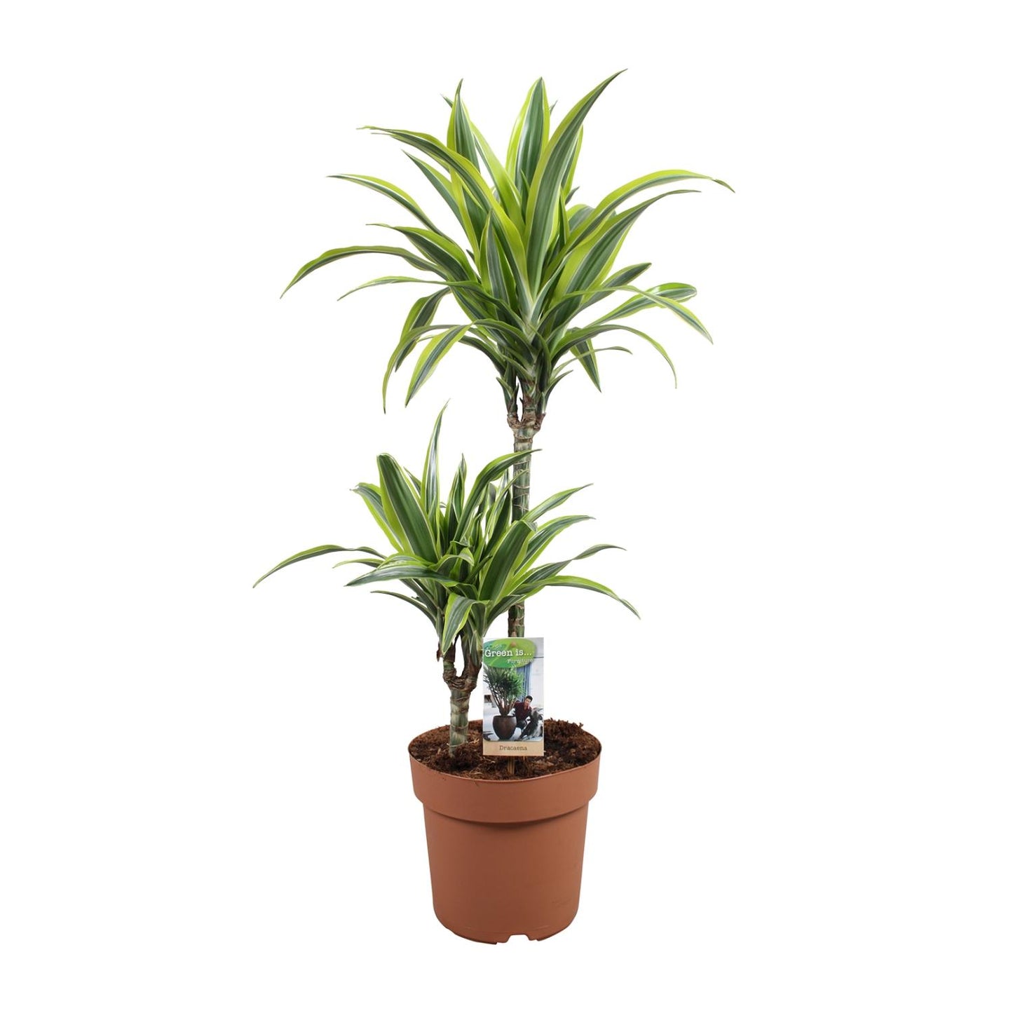 Dracaena Lemon Lime – Pflegeleichter Drachenbaum Ø21cm, 90cm hoch