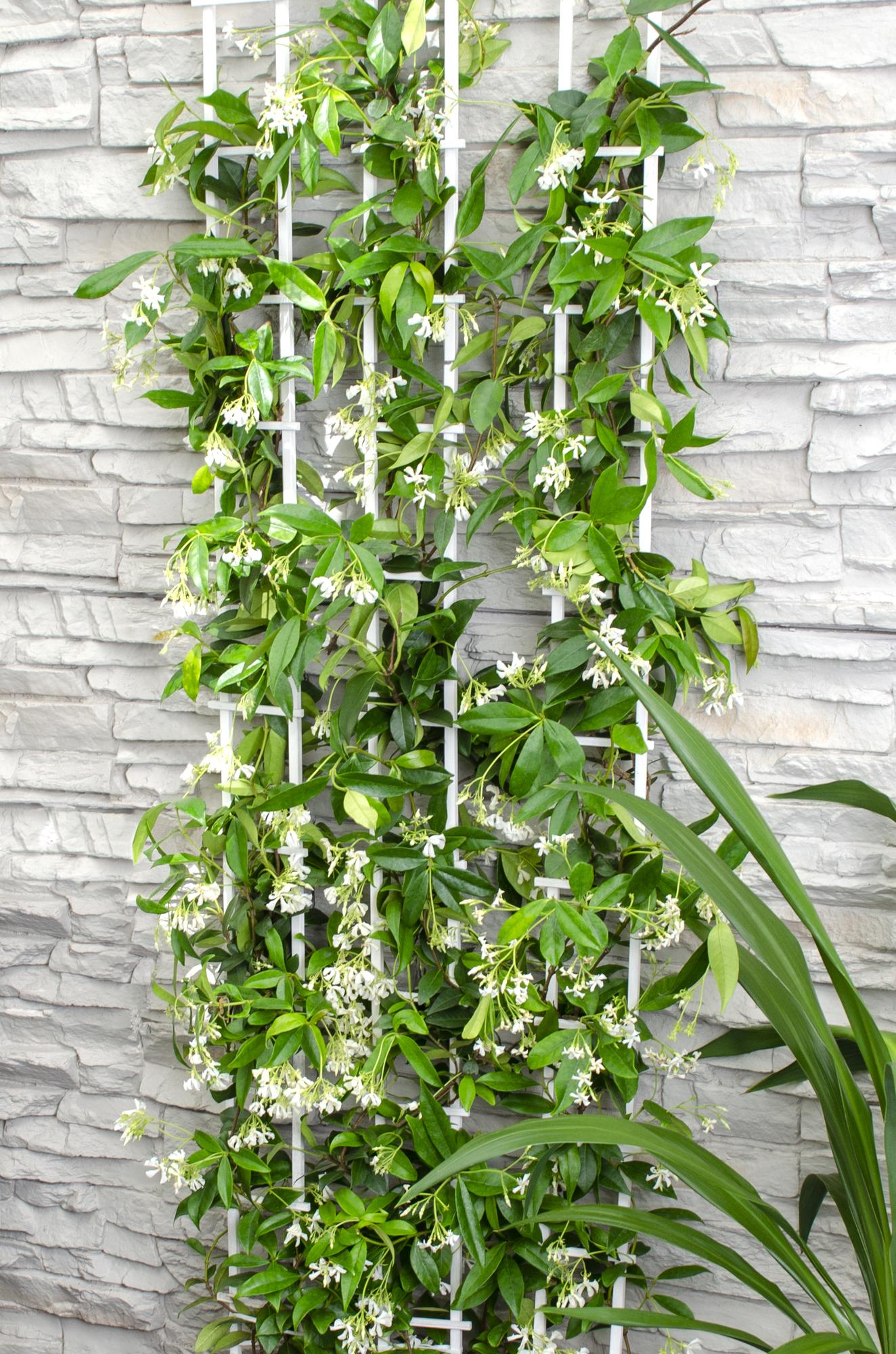 2x Trachelospermum 'Star of Venice' – Duftende Kletterpflanzen Ø15cm