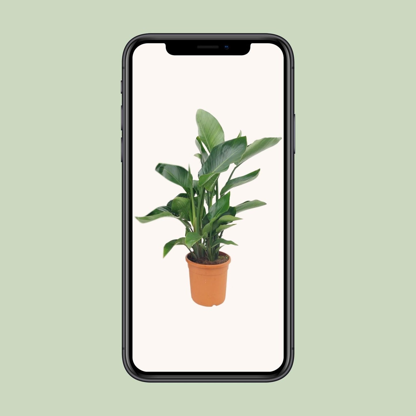 Strelitzia Nicolai – Exotische XXL-Palme Ø22cm, 85cm hoch