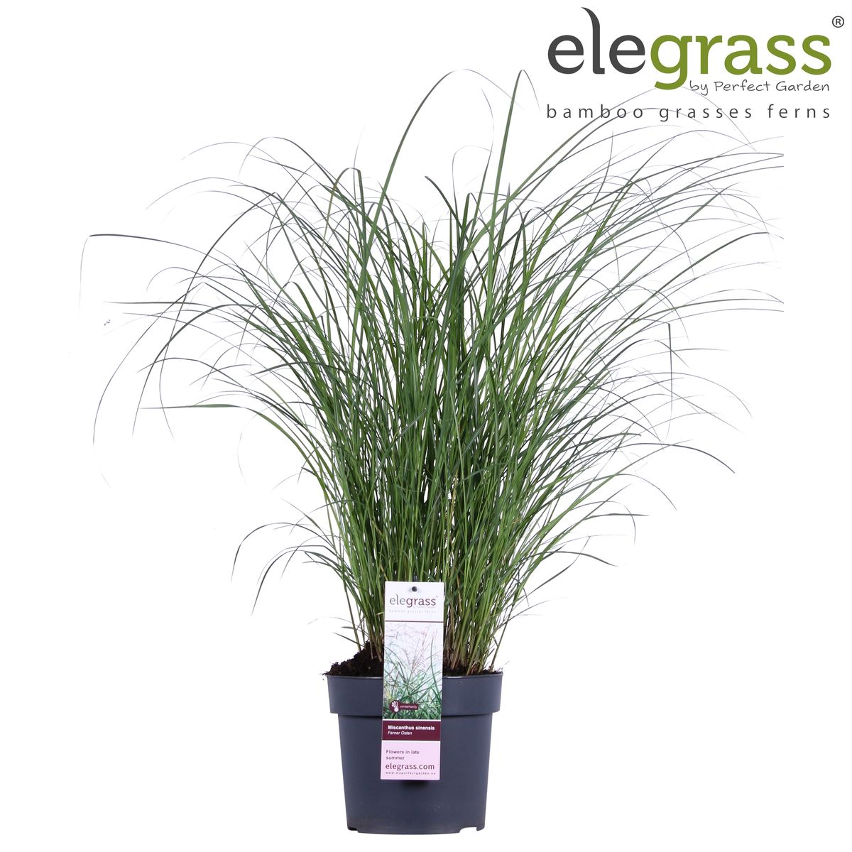 Miscanthus sinensis Ferner Osten – Dekoratives Ziergras Ø19cm