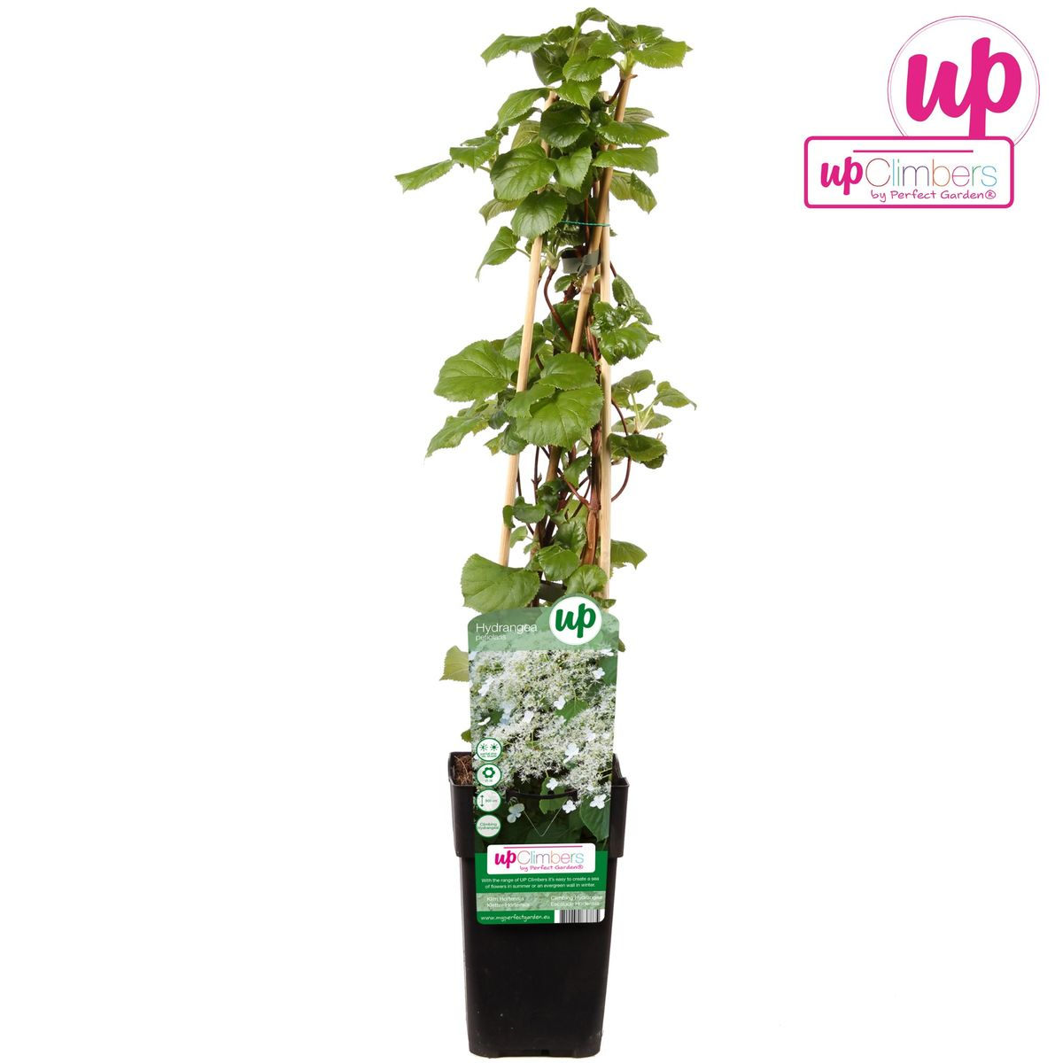 Hydrangea petiolaris - Klimhortensia Ø15cm, 65cm hoch