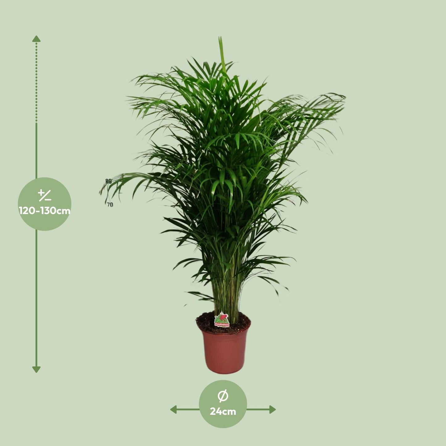 Dypsis Lutescens – Elegante Bergpalme Ø24cm, 125cm hoch
