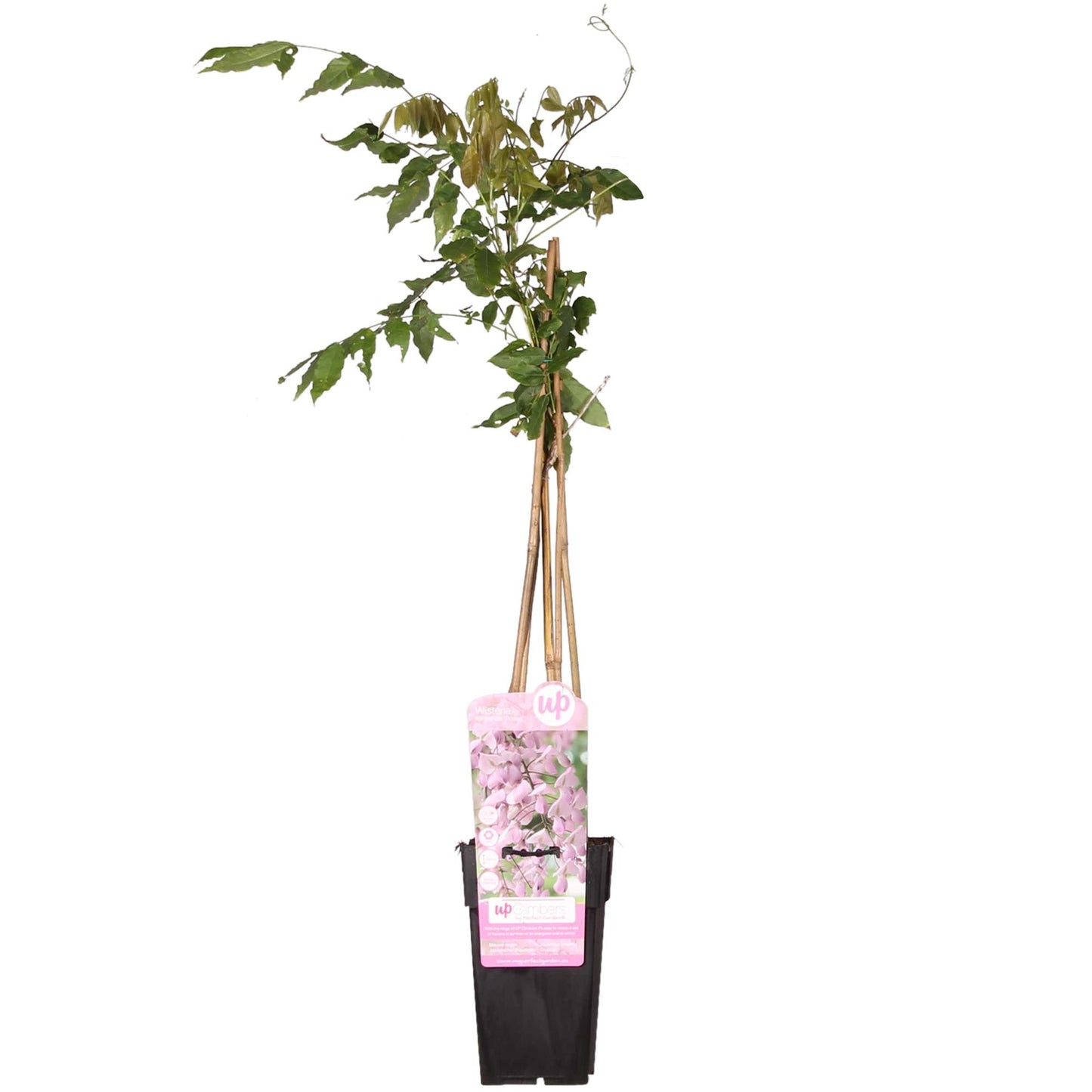 Wisteria floribunda 'Rosea' – Rosa Regen – Ø15cm Topf