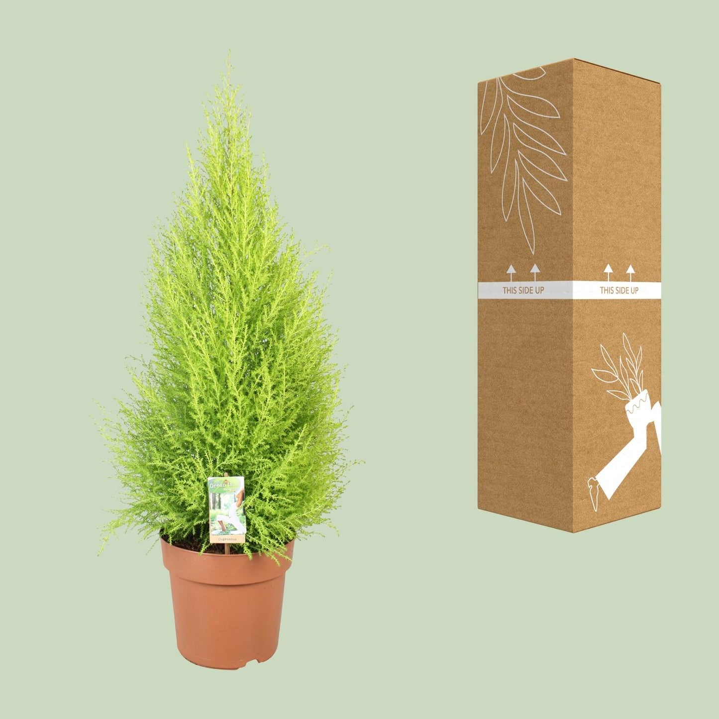 Cupressus Goldcrest Wilma - Kompakte Zeder Ø21cm, 90cm hoch