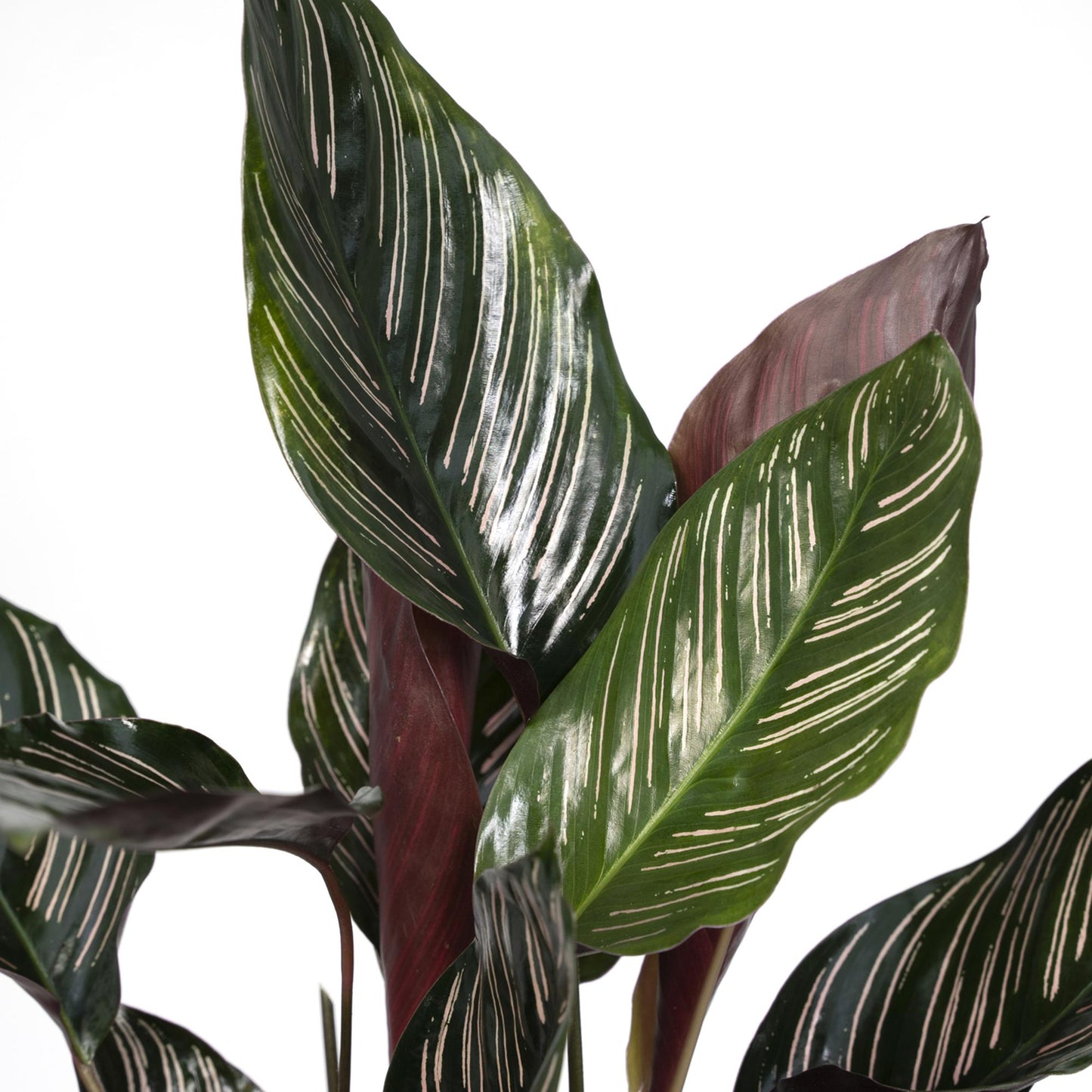 Calathea Ornata – Pflegeleichte Blattpflanze Ø14cm