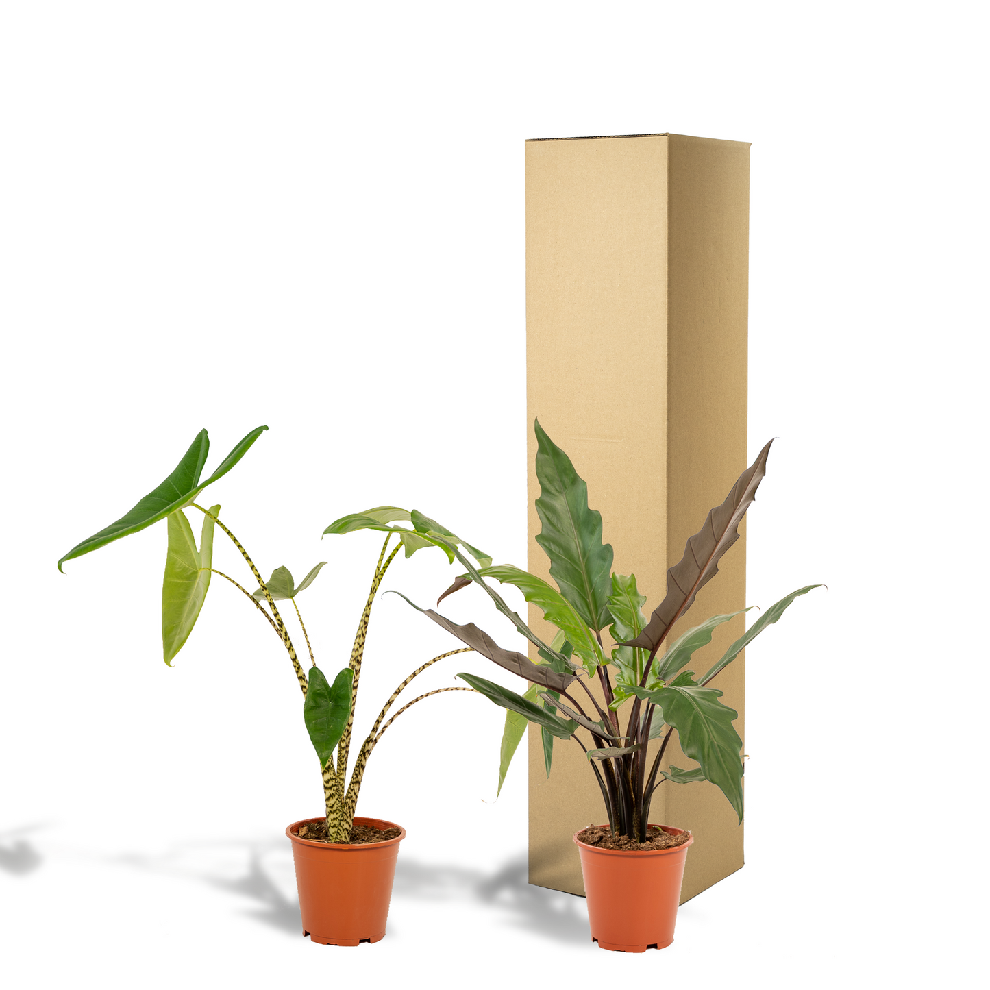 Alocasia Zebrina & Alocasia Lauterbachiana – Doppel-Set Ø19cm, ca. 75cm
