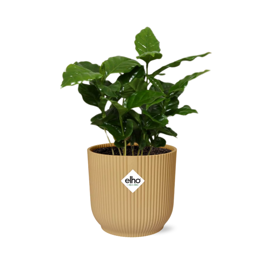 Coffea Arabica – Stilvolle Kaffeepflanze im ELHO Vibes Fold 14cm Gelb