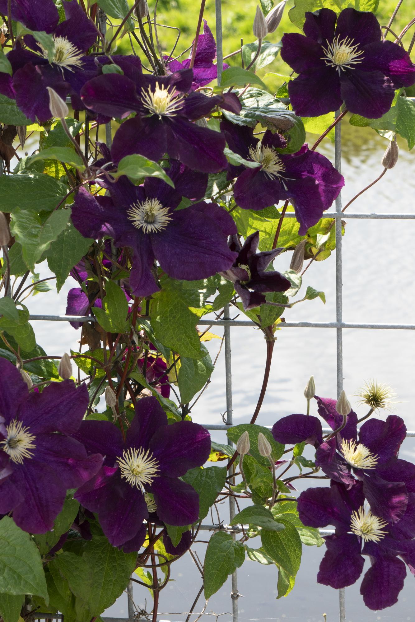3x Clematis Warszawska Nike – Großblumige Kletterpflanze Ø15cm