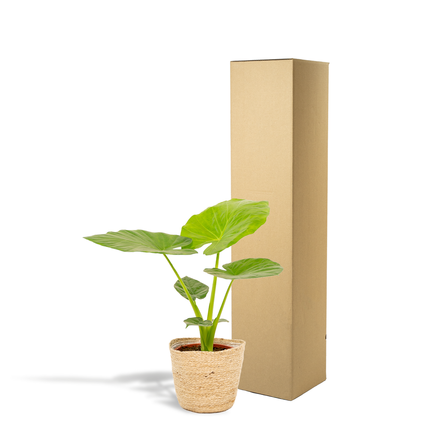 Alocasia Macrorrhiza Elefantenohr Ø19cm mit Korb