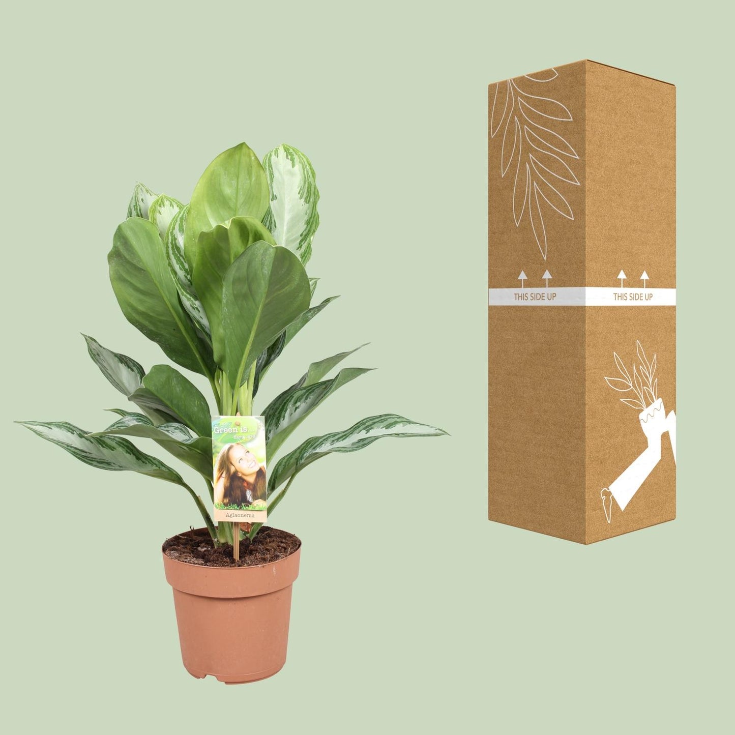 Aglaonema Silver Bay – Pflegeleichtes Chinesisches Immergrün Ø17cm