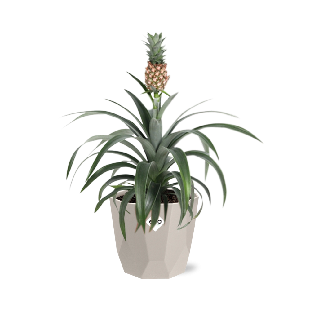 Ananas-Pflanze in ELHO b.for rock 14 cm warm grey