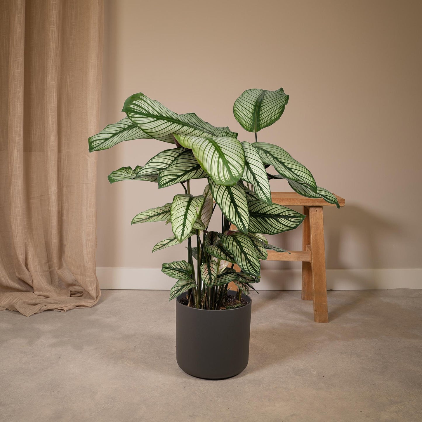 Calathea Whitestar – Pfauenpflanze Ø19cm, ca. 50cm hoch