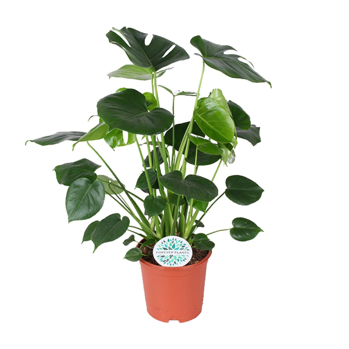 Monstera Deliciosa – Pflegeleichte Fensterblatt-Pflanze Ø21cm