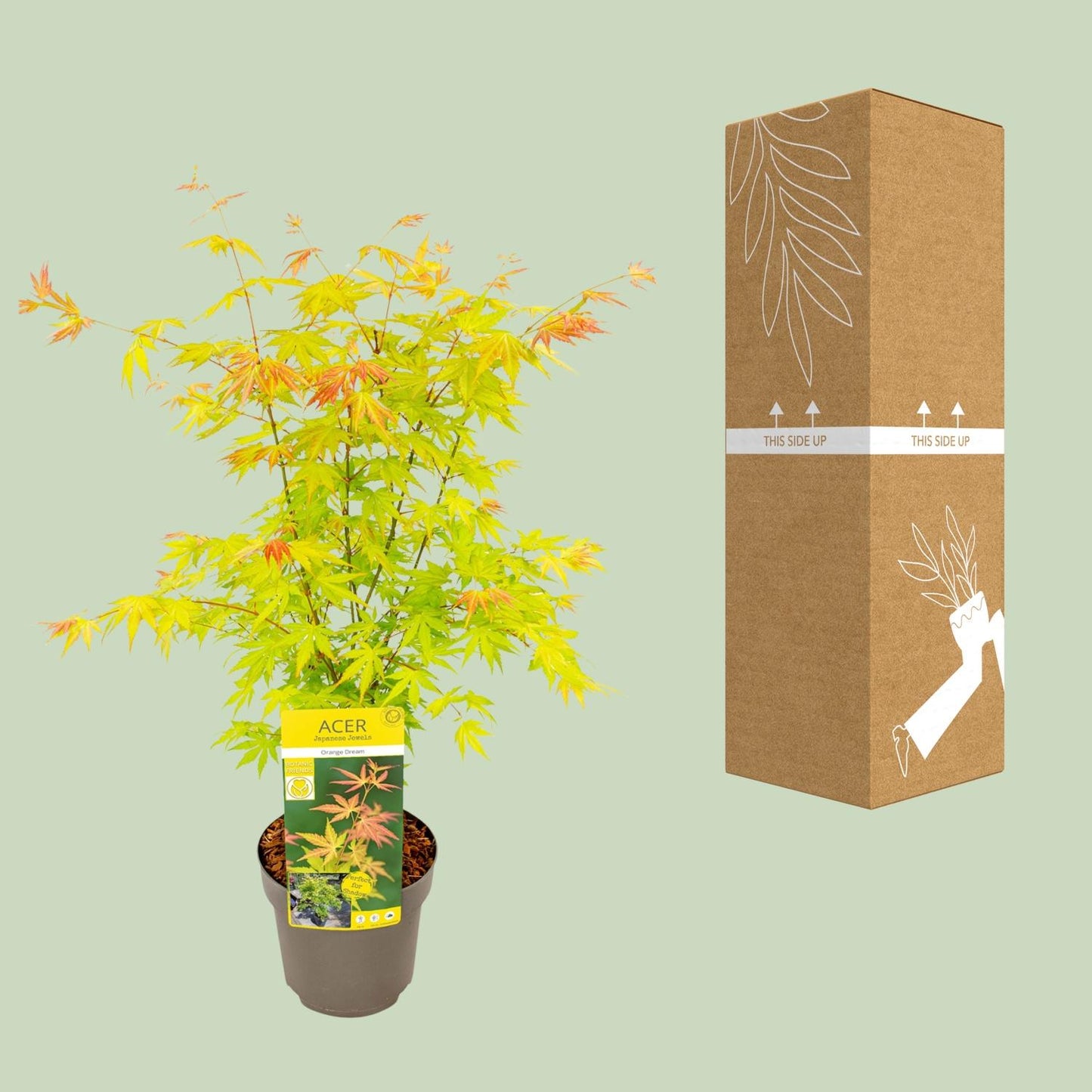 Acer palmatum Orange Dream – Eleganter Japanischer Ahorn Ø19cm