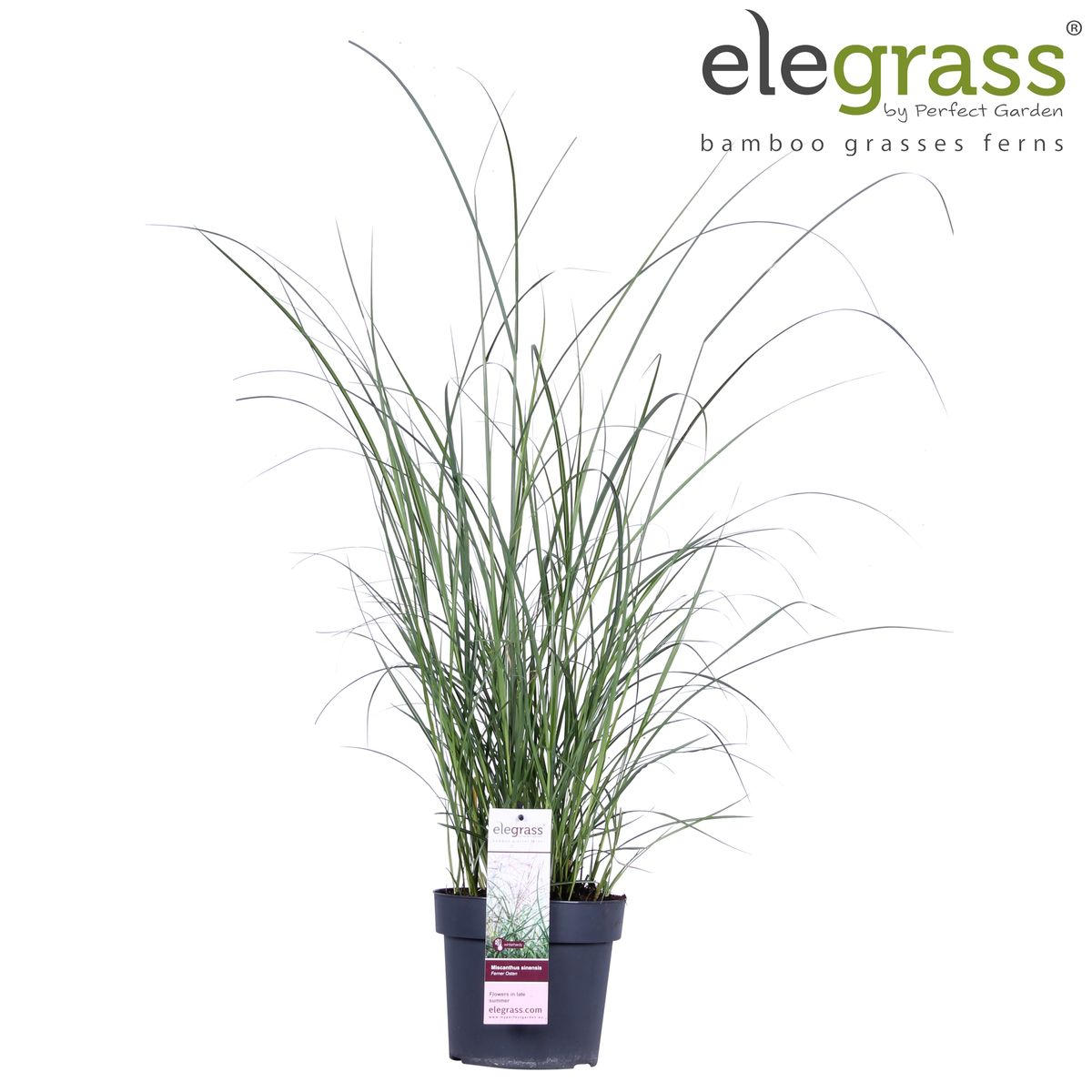 Miscanthus sinensis Ferner Osten – Dekoratives Ziergras Ø19cm