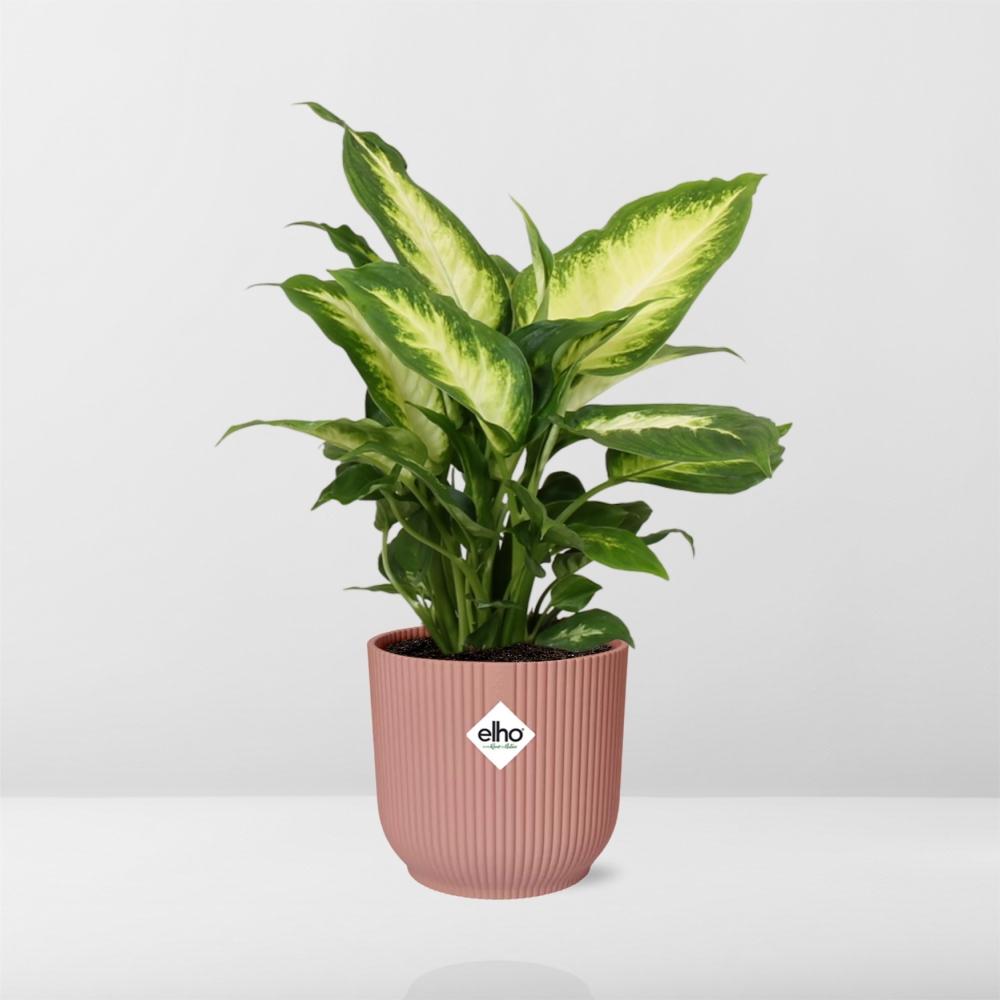 Dieffenbachia ‘Camilla’ im ELHO Vibes Fold 14cm Topf rosa