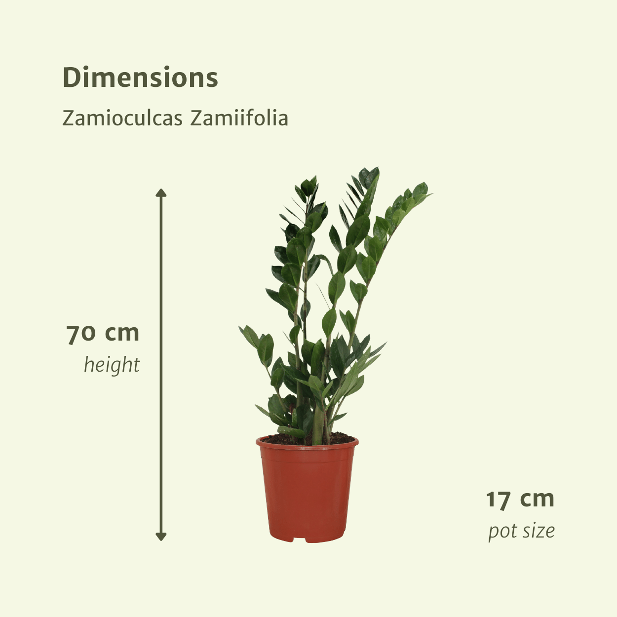 2x Zamioculcas Zamiifolia – Pflegeleichte Smaragdpalme 70cm