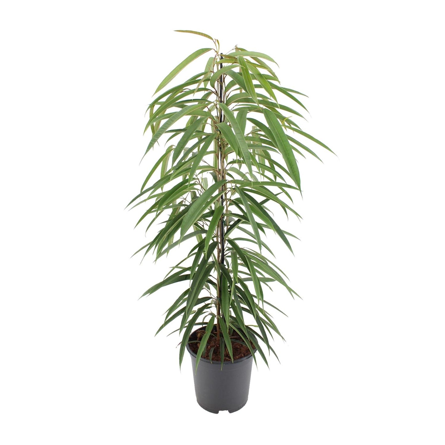 Ficus Binnendijkii Alii – Pflegeleichter Zimmerbaum Ø21cm, 80cm